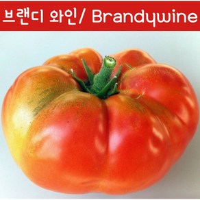 분홍 브랜디와인토마토 Bandywine Pink달콤한 희귀토마토 교육체험용 세트, 1개