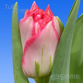 튤립(Tulip) 추식 구근 겹툴립 핑크딜라이트(1set-5구) 금강원예, 1세트