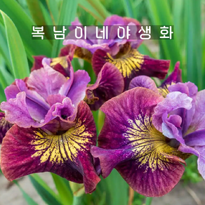 아이리스 시베리안 미스애플 [1포트 복남이네야생화 iis sibeian], 1개