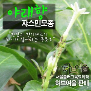 [허브여울모종] 야래향 (구문초 쟈스민) 모종 (서울육묘생산 허브여울판매 정품모종), 5개