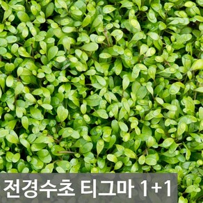 파라곤 아쿠아 전경수초 티그마