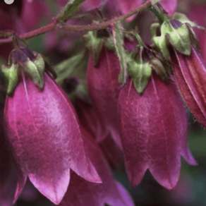 왜성 자주초롱 [4포트 복남이네야생화 모종 초롱꽃 퍼플 캄파눌라 campanula], 4개