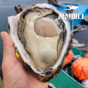 바위굴 하프 5kg 청정거제 해녀물질 직접채취 산지직송 당일조업, 1개