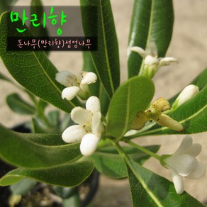 [허브여울관엽] 만리향(돈나무 외목대) 지름 10cm 소품화분 (상토와 마사만 사용), 1개