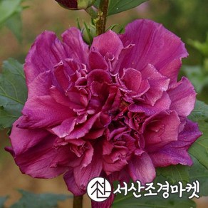 무궁화 묘목 겹꽃무궁화 프렌치카바레 레드 p9포트 개화주 나무 서산조경마켓