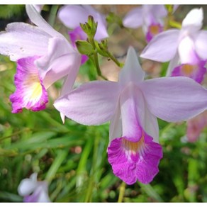 [신라난농원]Aundina Gaminifolia.아운디아 그랜이어폴리아 .갈대난.연핑크색.너무예뻐요.아주좋은향.고급종.인기상품., 1개