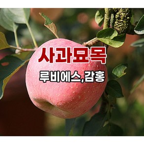 장원농원 사과나무묘목 루비에스 감홍 미야비부사 시나노골드