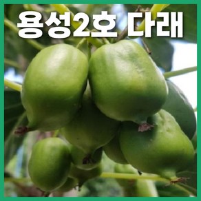 다래나무 용성2호 삽목2년생 포트 묘목 자가결실 자가수정 덩굴식물, 용성2호(포트), 1개