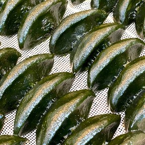 [전라도청년] 당일빚은 영광 모시 모싯잎 송편 1kg, [옵션3] 찐 모시송편 깨, 1개