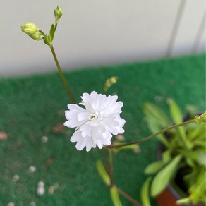 [다온야생화] N5947 겹안개 (흰색) (10cm) [랜덤], 1개