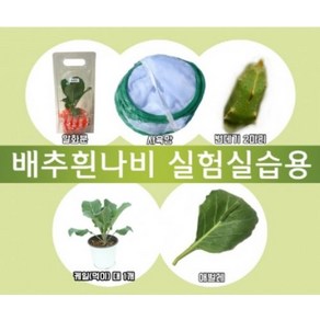 배추흰나비 한살이 풀세트(실험실습용)