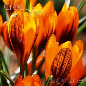 크로커스 샤프란(Crocus saffron) 추식 구근 오렌지 모나크(1set-5구) '주인장 추천'