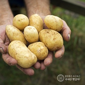 지금수확중 24년 수미 햇 감자 2kg 3kg 5kg 10kg 하우스햇감자 제주감자 간식 수미감자