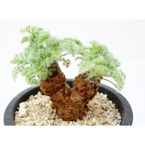 [페라고늄 아펜디쿨라텀 Pelargonium Appendiculatum 중품] 홈가드닝 선인장 키우기쉬운 아프리카 공기정화식물 특이한 귀여운 희귀한 인테리어 생일 승진 개업선물