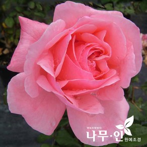 [나무인] 고급사계정원장미 퀸엘리자베스(분홍색)