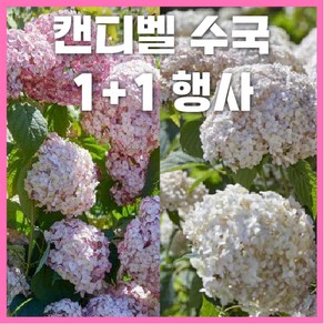 [1+1행사] 캔디벨 마시멜로우 버블껌 왜성아나벨수국 노지월동, 마시멜로우 2개, 2개