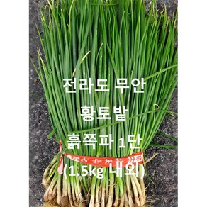 전라도 무안 황토밭.당일 수확 발송. 흙쪽파 1단 1.5kg 내외 수확 발송