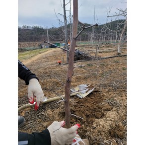 향수묘목농원 사과대추왕대추2년생 분묘