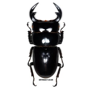 (Docus antaeus) 안테우스왕사슴벌레 [L-4-7] 곤충표본, 50~54mm, 1개