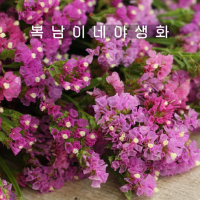 리모니움 로즈 [4포트 복남이네야생화 모종 스타티스 limonium], 4개