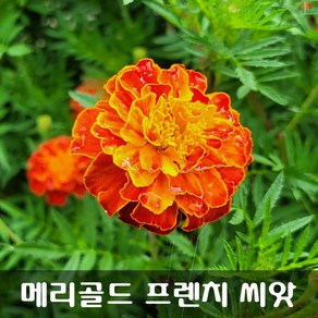 [해피플라워] 눈 건강 꽃차 만들기 메리골드 프렌치 씨앗 300립 / 봄 여름 파종 꽃씨