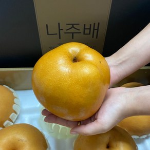 나주 산지 직송 신고 햇배 특품 선물용 제수용 5kg 7.5kg 15kg, 1박스, 5kg (특품  / 8-10과)