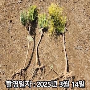 착한가격 나무생각 / 황금소나무 / 접목1년 / 1등묘, 1개