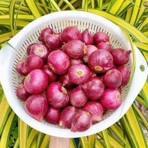 샬롯 (Shallot) 보라샬롯 500g, 1개