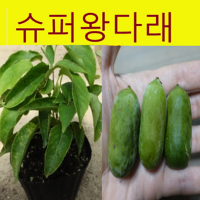 (D소망)개량왕다래묘목(용성2호)(1년생 포트) 1그루, 1개