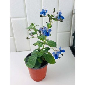 서비내 나비수국 로테카 미리코이데스 Rotheca myicoides 실내식물 플랜테리어 인테리어, 1개