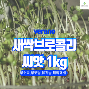 새싹 브로콜리 씨앗 1kg 무소독 무코팅 무농약