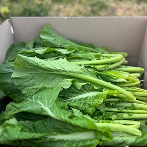 자연맛남 [자연맛남] 여수 산지직송 돌산갓 생갓 5kg 1박스, 1개