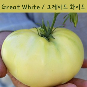 그레이트 화이트 Geat White 큰토마토 달콤한 희귀토마토 교육체험용 세트, 1개