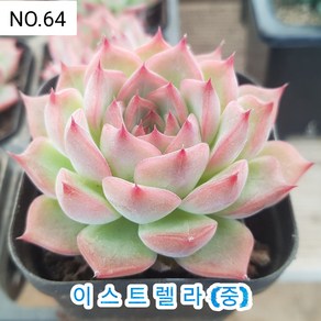 다육식물- 희귀 다육 100가지 모아보기, [NO. 64] 7.5cm 포트, 1개