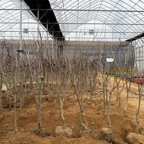 [모든원예조경] 감나무 묘목 (대봉) 결실주 R3전후 분묘 대봉묘목 과수 대봉감, 1개
