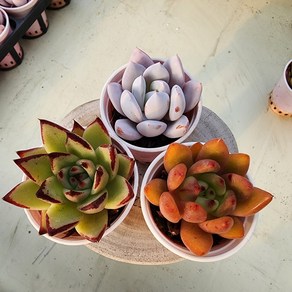 [해뜰다육] 3개세트(트럼소/원종에보니/치토스(묶음) 다육식물 선인장, 3개, 세트구성