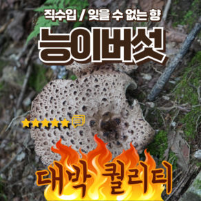 며느리약초 자연산 냉동 능이버섯 (특품) 1kg