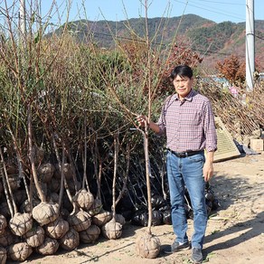 복숭아나무 묘목 3년생 4년생 결실주 백도올유명 황도 신비 천도, 천도 (신비) 3년생, 1개