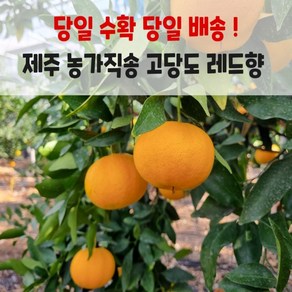 해거리농법 제주 농가직송 프리미엄 고당도 레드향 가정용 1kg 2.5kg 4.5kg, 1박스, 4.5kg중과