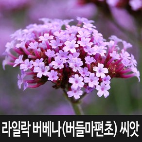 라일락 버베나 씨앗 버들마편초 종자 버베나씨 100알, 1개