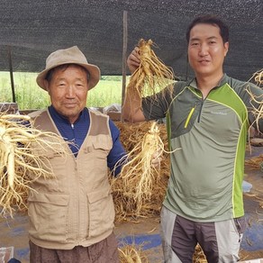 풍기인삼 가정용 수삼 못생겨도 약되는 난발 파삼 600그램 세척/무세척 풍기수삼