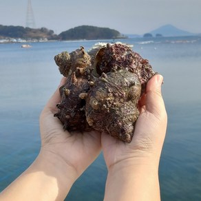 산지직송 통영 뿔소라 1kg, 1, 단품