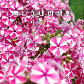 프록스 페퍼민트트위스트 [1포트 복남이네야생화 모종 phlox] 뿌리묘식재, 1개