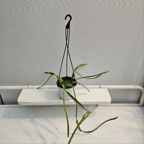 식공플랜츠 립살리스 피쉬본 생선뼈선인장 소품 공중식물 반려식물 30-50cm 89, 1개