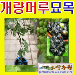 (D소망)개량왕머루묘목 결실주(분) 1그루