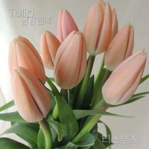 튤립(Tulip) 추식 구근 티스부츠(Thijs Boots'-1set 5구) '주인장 추천^^'금강원예, 1세트