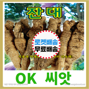 [OK씨앗] [잔대] 잔대씨앗 종자(오케이씨앗), 1개