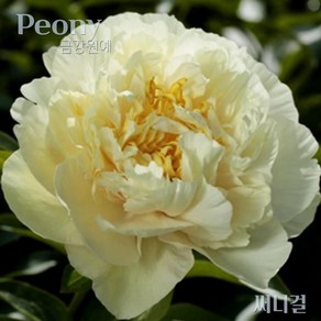 작약(Peony) 숙근 입고 써니걸(2~3촉) 금강원예, 1개