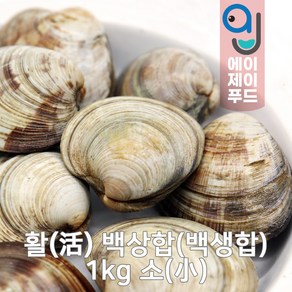 살아있는 활 백상합 1kg 소 (백생합 중국 살아있는 조개 생물조개 냉장조개 조개구이 조개찜 백합조개), 1개