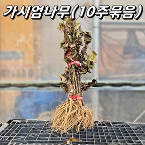 가시엄나무 실생 1년생 H20~30cm 약용수 새순 나무, 10개